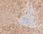 Glycerol kinase Antibody in Immunohistochemistry (Paraffin) (IHC (P))