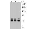 Glycerol kinase Antibody in Western Blot (WB)