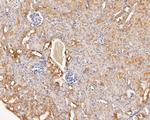 LMAN1 Antibody in Immunohistochemistry (Paraffin) (IHC (P))