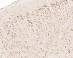 LMAN1 Antibody in Immunohistochemistry (Paraffin) (IHC (P))