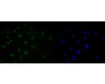 SUPT5H Antibody in Immunocytochemistry (ICC/IF)