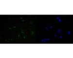 SUPT5H Antibody in Immunocytochemistry (ICC/IF)