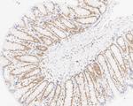 SUPT5H Antibody in Immunohistochemistry (Paraffin) (IHC (P))