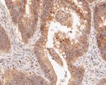 TEF1 Antibody in Immunohistochemistry (Paraffin) (IHC (P))