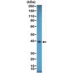 SOX2 Antibody in Western Blot (WB)