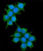 IRS1 Antibody in Immunocytochemistry (ICC/IF)