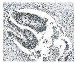 NRF1 Antibody in Immunohistochemistry (Paraffin) (IHC (P))