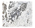 NRF1 Antibody in Immunohistochemistry (Paraffin) (IHC (P))