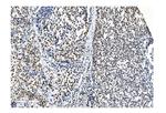 NRF1 Antibody in Immunohistochemistry (Paraffin) (IHC (P))