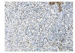 NRF1 Antibody in Immunohistochemistry (Paraffin) (IHC (P))