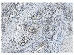 NRF1 Antibody in Immunohistochemistry (Paraffin) (IHC (P))