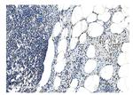 NRF1 Antibody in Immunohistochemistry (Paraffin) (IHC (P))