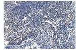 NRF1 Antibody in Immunohistochemistry (Paraffin) (IHC (P))