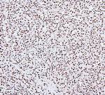 NRF1 Antibody in Immunohistochemistry (Paraffin) (IHC (P))