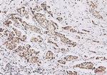 NRF1 Antibody in Immunohistochemistry (Paraffin) (IHC (P))