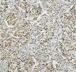 NRF1 Antibody in Immunohistochemistry (Paraffin) (IHC (P))