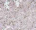 BAK1 Antibody in Immunohistochemistry (Paraffin) (IHC (P))