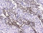 Collagen IV Antibody in Immunohistochemistry (Paraffin) (IHC (P))