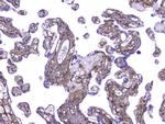 Collagen IV Antibody in Immunohistochemistry (Paraffin) (IHC (P))