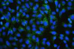 PDCD6IP Antibody in Immunocytochemistry (ICC/IF)