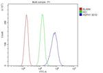 HSPH1 Antibody in Flow Cytometry (Flow)