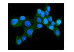 HSPH1 Antibody in Immunocytochemistry (ICC/IF)