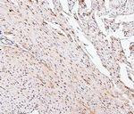 PPCS Antibody in Immunohistochemistry (Paraffin) (IHC (P))