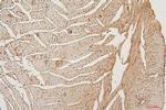 PPCS Antibody in Immunohistochemistry (Paraffin) (IHC (P))