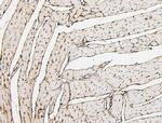 PPCS Antibody in Immunohistochemistry (Paraffin) (IHC (P))