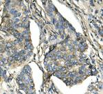 ATP5H Antibody in Immunohistochemistry (Paraffin) (IHC (P))