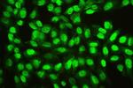 Ran Antibody in Immunocytochemistry (ICC/IF)