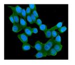 RAB11B Antibody in Immunocytochemistry (ICC/IF)