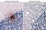 beta Amyloid (1-42) Antibody in Immunohistochemistry (Paraffin) (IHC (P))