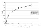 SARS-CoV-2 Spike Protein S1 Antibody in ELISA (ELISA)