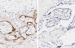 SARS-CoV-2 Spike Protein S1 Antibody in Immunohistochemistry (Paraffin) (IHC (P))