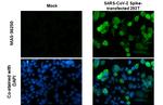 SARS-CoV-2 Spike Protein S1 Antibody in Immunocytochemistry (ICC/IF)