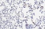 SARS-CoV-2 Spike Protein (RBD) Antibody in Immunohistochemistry (Paraffin) (IHC (P))