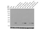 Ras (G12D Mutant) Antibody in Western Blot (WB)