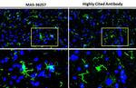 IBA1 Antibody in Immunohistochemistry (Frozen) (IHC (F))