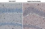 IBA1 Antibody in Immunohistochemistry (Paraffin) (IHC (P))