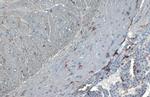 IBA1 Antibody in Immunohistochemistry (Paraffin) (IHC (P))