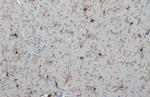 IBA1 Antibody in Immunohistochemistry (Paraffin) (IHC (P))