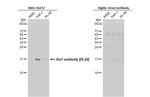 IBA1 Antibody in Western Blot (WB)