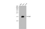 IBA1 Antibody in Western Blot (WB)