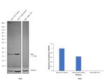 IBA1 Antibody in Western Blot (WB)