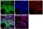 alpha-1 Sodium Potassium ATPase Antibody in Immunocytochemistry (ICC/IF)