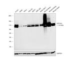 alpha-1 Sodium Potassium ATPase Antibody in Western Blot (WB)