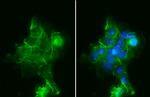 alpha-1 Sodium Potassium ATPase Antibody in Immunocytochemistry (ICC/IF)