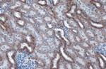 alpha-1 Sodium Potassium ATPase Antibody in Immunohistochemistry (Paraffin) (IHC (P))