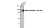 alpha-1 Sodium Potassium ATPase Antibody in Western Blot (WB)